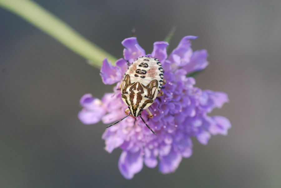 cimiciotta da identificare